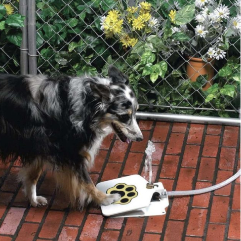 dog park water fountain