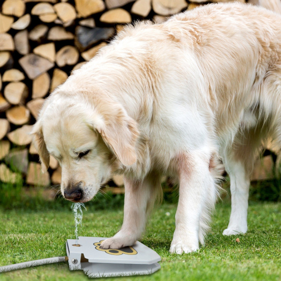 big dog water fountain