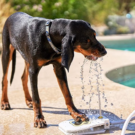 largest dog water fountain